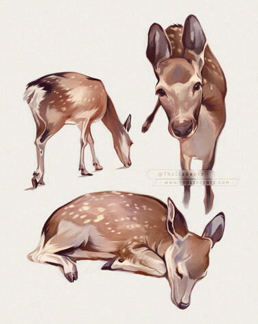 Studies-deer Studies-deer