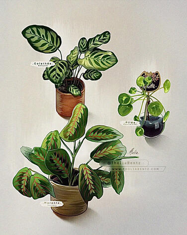 Studies-plants02 Studies-plants02